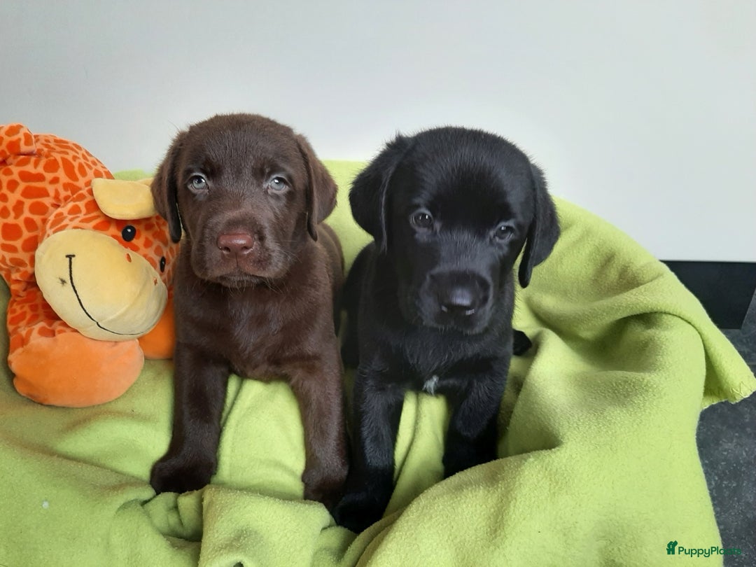 Labrador Retriever honden te koop: Bruin reutje - Afbeelding 10