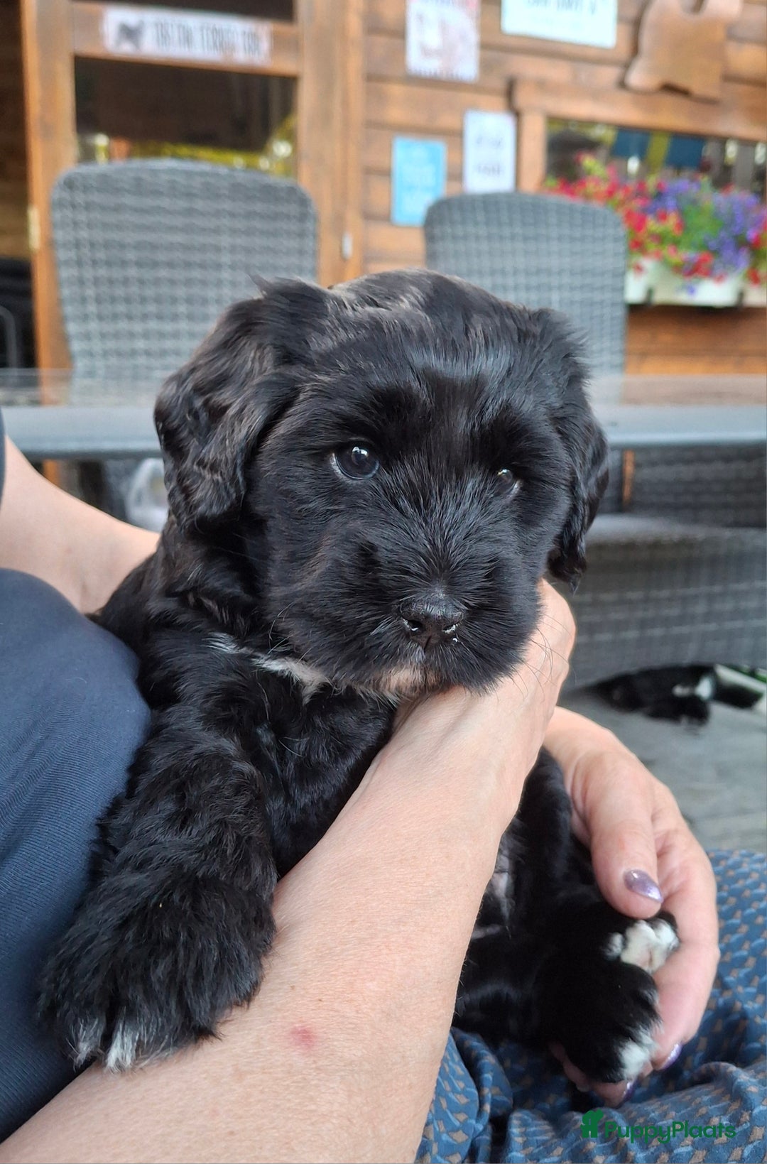 Tibetaanse Terriër honden te koop: Tibetaanse terrier pups - Afbeelding 6