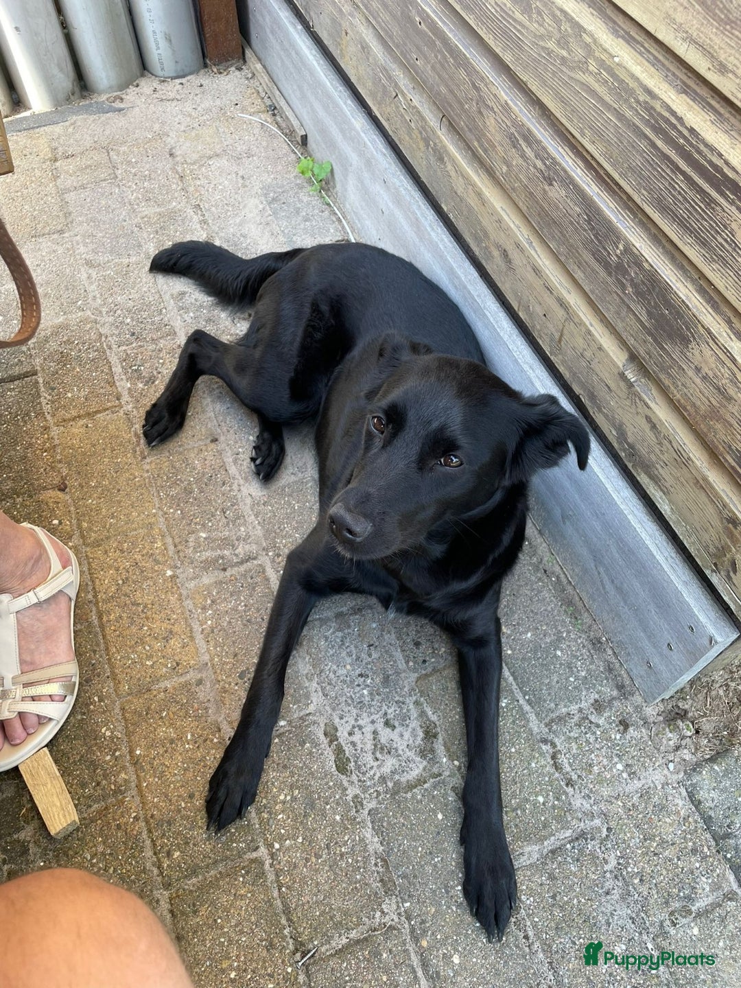 Kruising honden te koop: Boulab pups - Advertentie 2