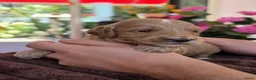 Australian Labradoodle honden te koop: Prachtig nestje Australian Labradoodles  - Advertentie 7