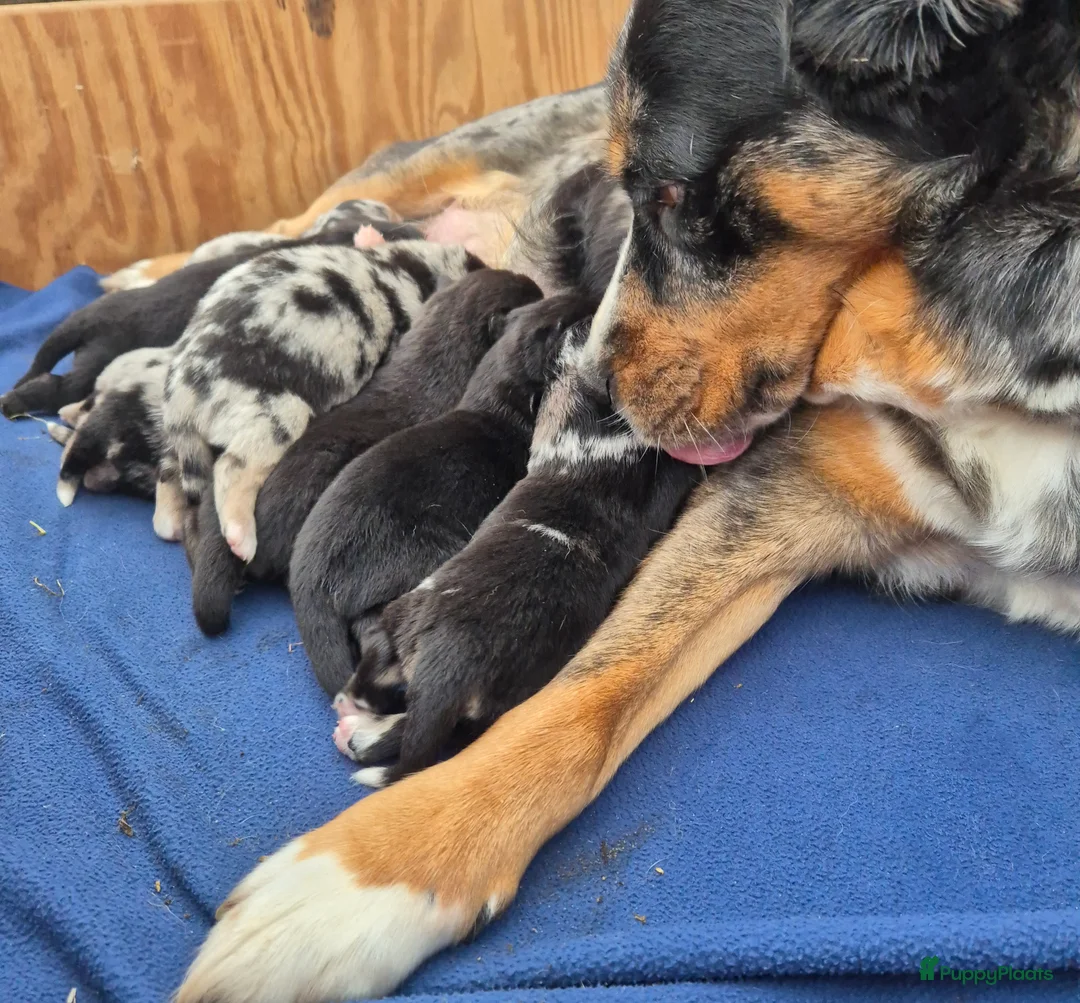 Kruising honden te koop: Australian shepherd x Pomsky (mini-aussie) - Advertentie 9