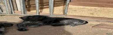 Duitse Staande Hond Draadhaar 2