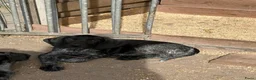 Duitse Staande Hond Draadhaar honden te koop: Pups te koop  - Advertentie 3