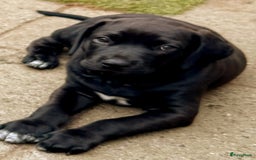 Rhodesian Ridgeback honden te koop: "Prachtige kruising Rhodesians"  in Bavel - Afbeelding 2