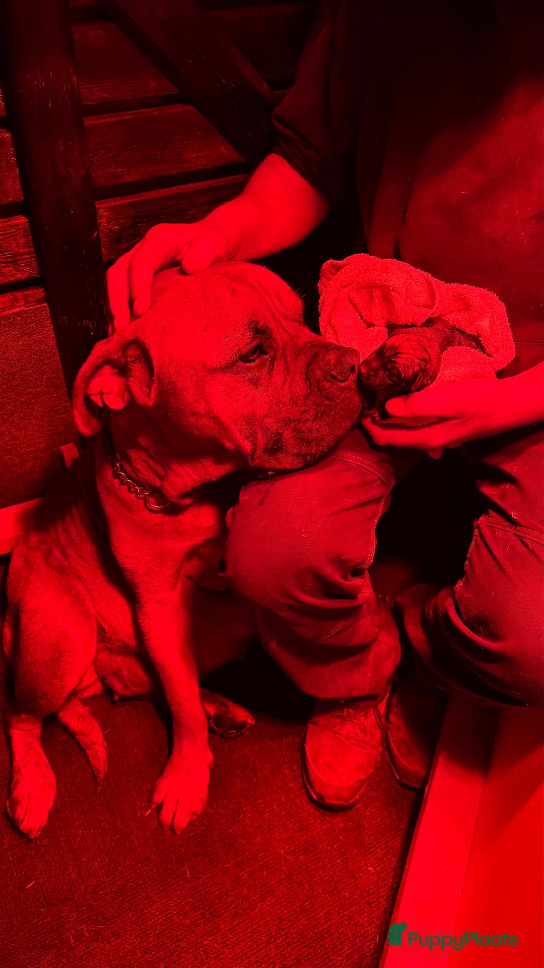 Boerboel honden te koop: 4 lieve boerboel + turkse kangal pups te koop - Afbeelding 5