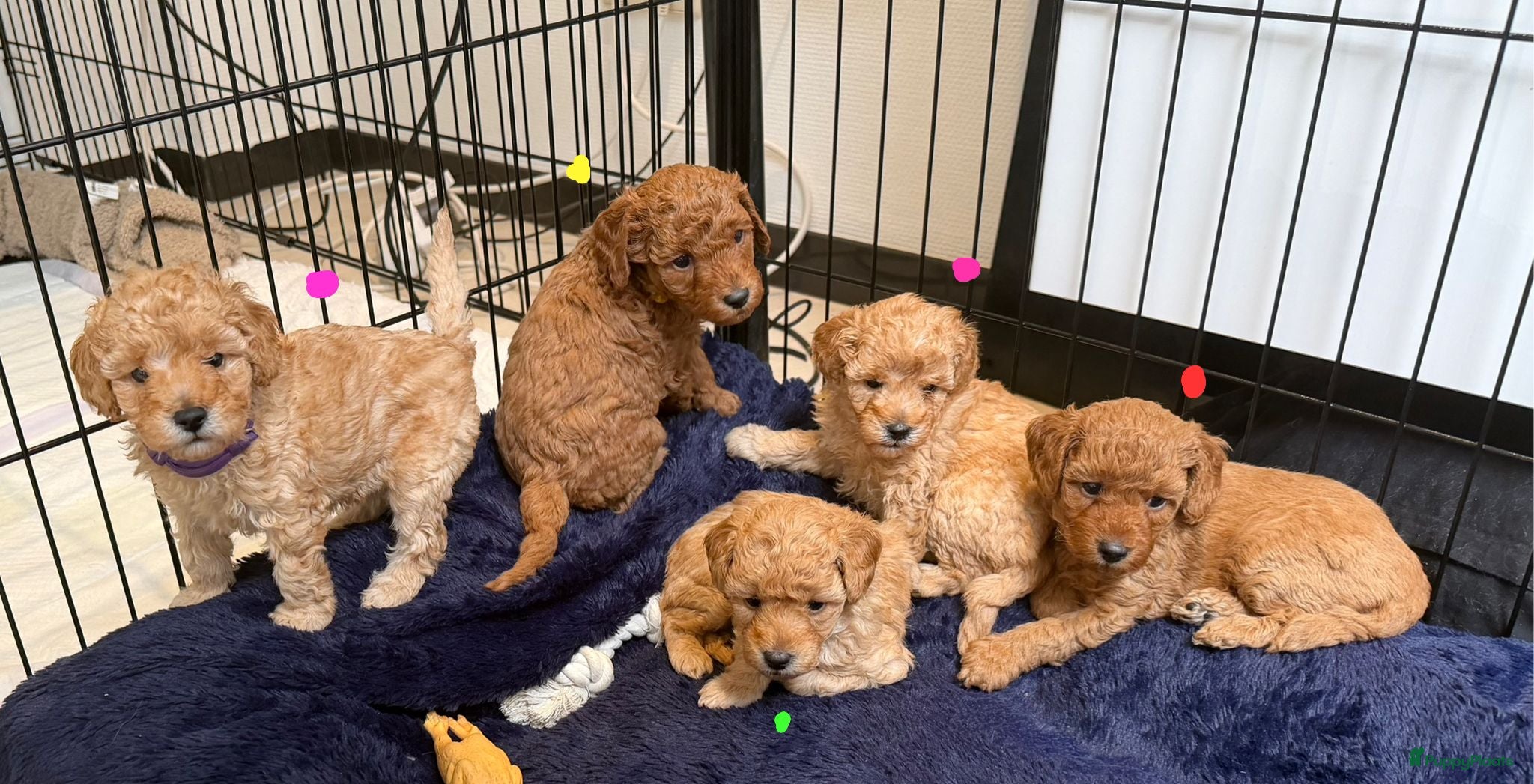 Poedel Toy honden Raszuivere Toypoedel-pups  - Advertentie 17