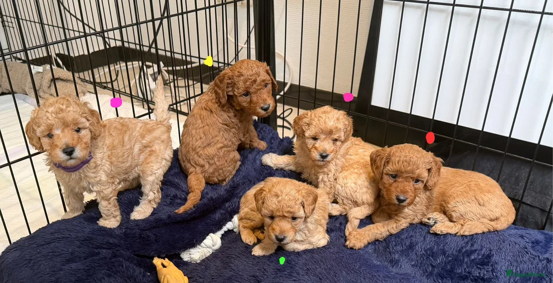 Poedel Toy honden te koop: Raszuivere Toypoedel-pups  - Advertentie 1