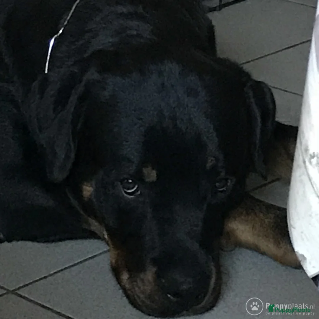 Rottweiler honden ter dekking: mooi lieve dek reu in Geleen - Advertentie 3