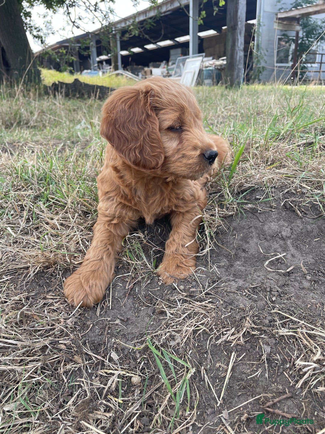 Goldendoodle honden te koop: Mooie goldendoodle pups! - Afbeelding 9