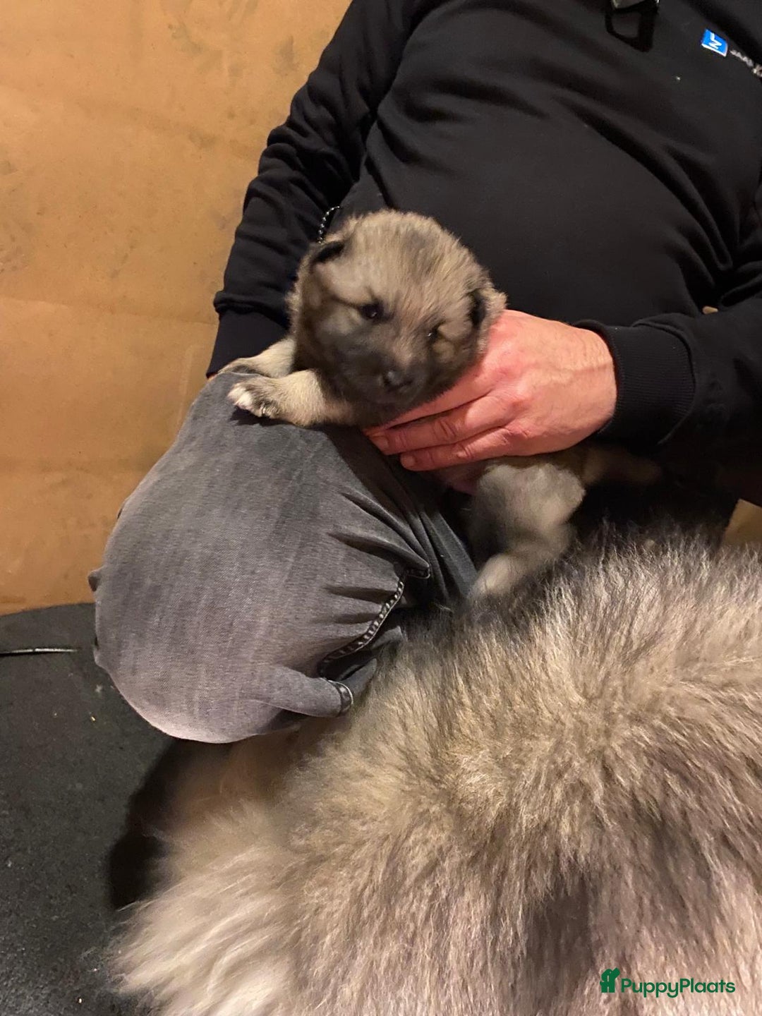Keeshond honden te koop: Raszuivere blauwe /wolfsgrijze grote keeshond pups - Advertentie 16