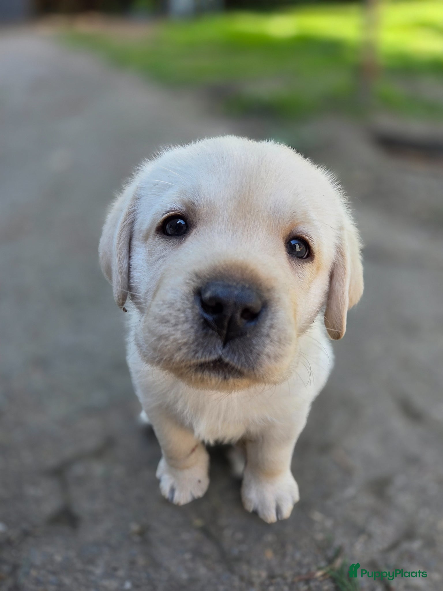 Labrador Retriever honden 3 reuen beschikbaar - Advertentie 1