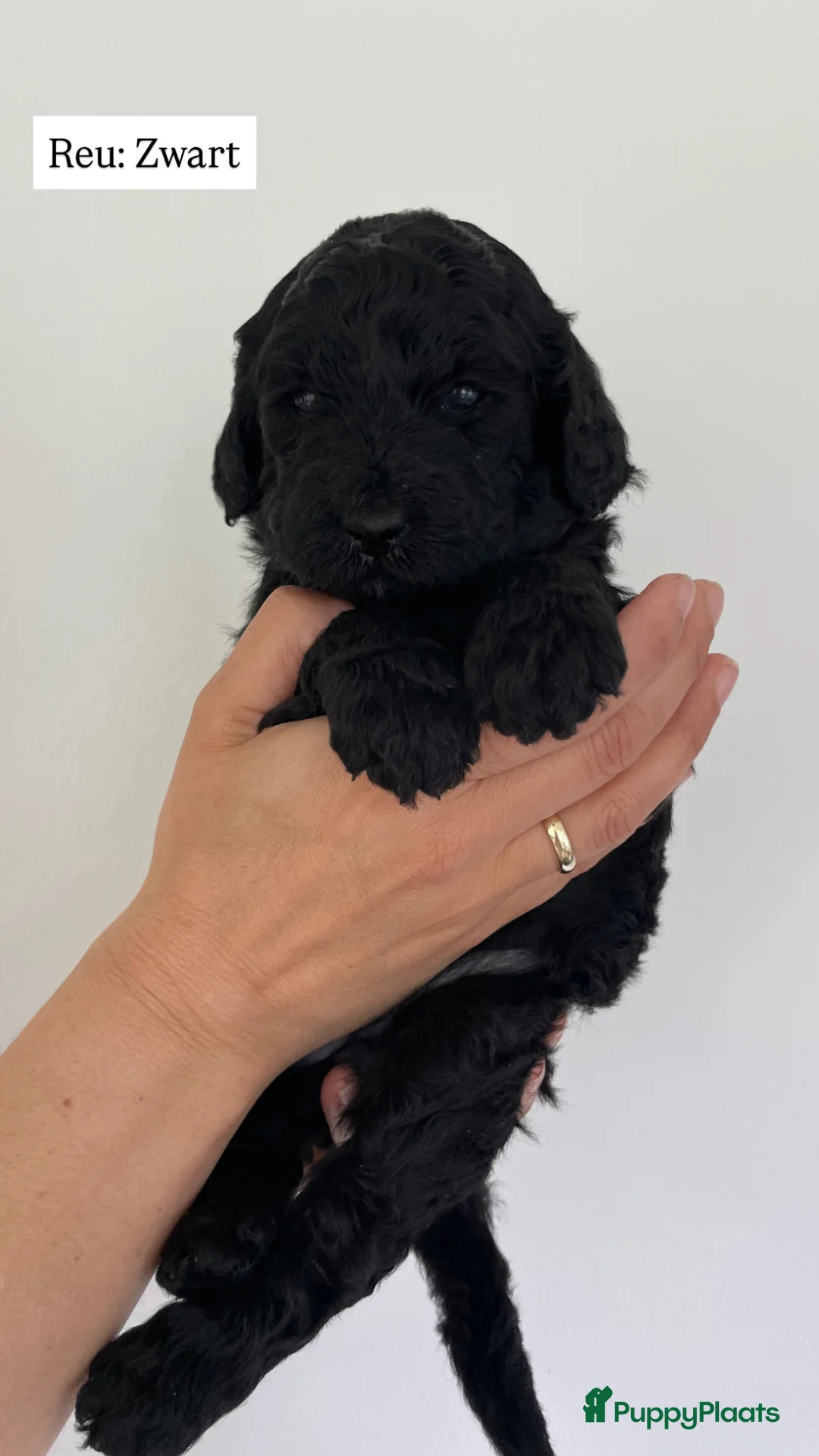 Kruising honden te koop: Labradoodle Pups - Advertentie 1