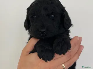 Kruising honden Labradoodle Pups - Advertentie 1