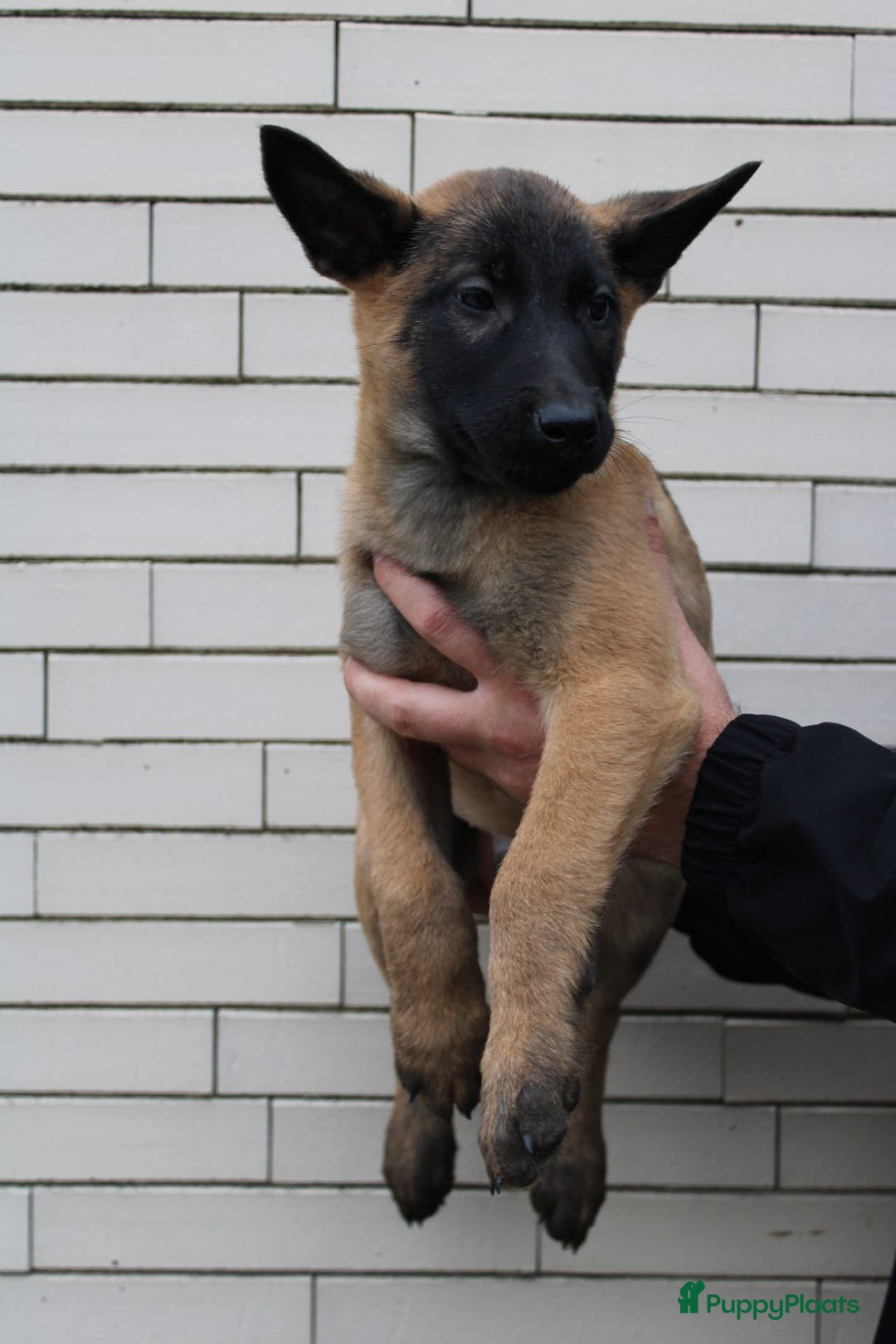 Kruising honden te koop: Mechelse x Hollandse herder - Advertentie 6