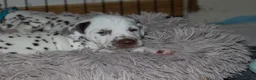 Dalmatiër honden te koop: Dalmatier pups - Advertentie 20