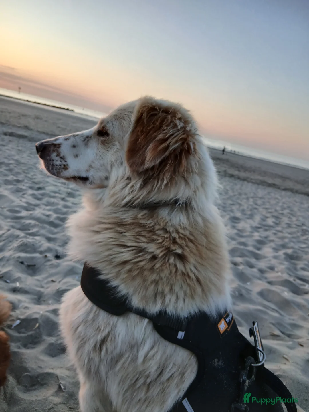 Kruising honden te koop: NEVE ZOEKT BAASJE - Advertentie 1