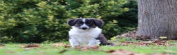 Kruising honden te koop: border collie (australische) herder - Advertentie 4