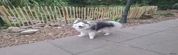 Pomsky honden te koop: Pomsky pups uit geteste ouders  - Advertentie 3