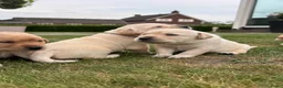 Labrador Retriever honden te koop: Prachtige Blonde Labrador Pups🐾 in Sint-Oedenrode - Advertentie 6