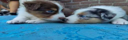 Kruising honden te koop: Verwacht: pups bordercollie x  Australian Shepherd - Advertentie 1
