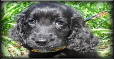 Cockapoo honden - Advertentie 8