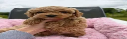 Maltipoo honden te koop: Mini maltipoo f1 b super mooie, gezonde pups - Advertentie 4