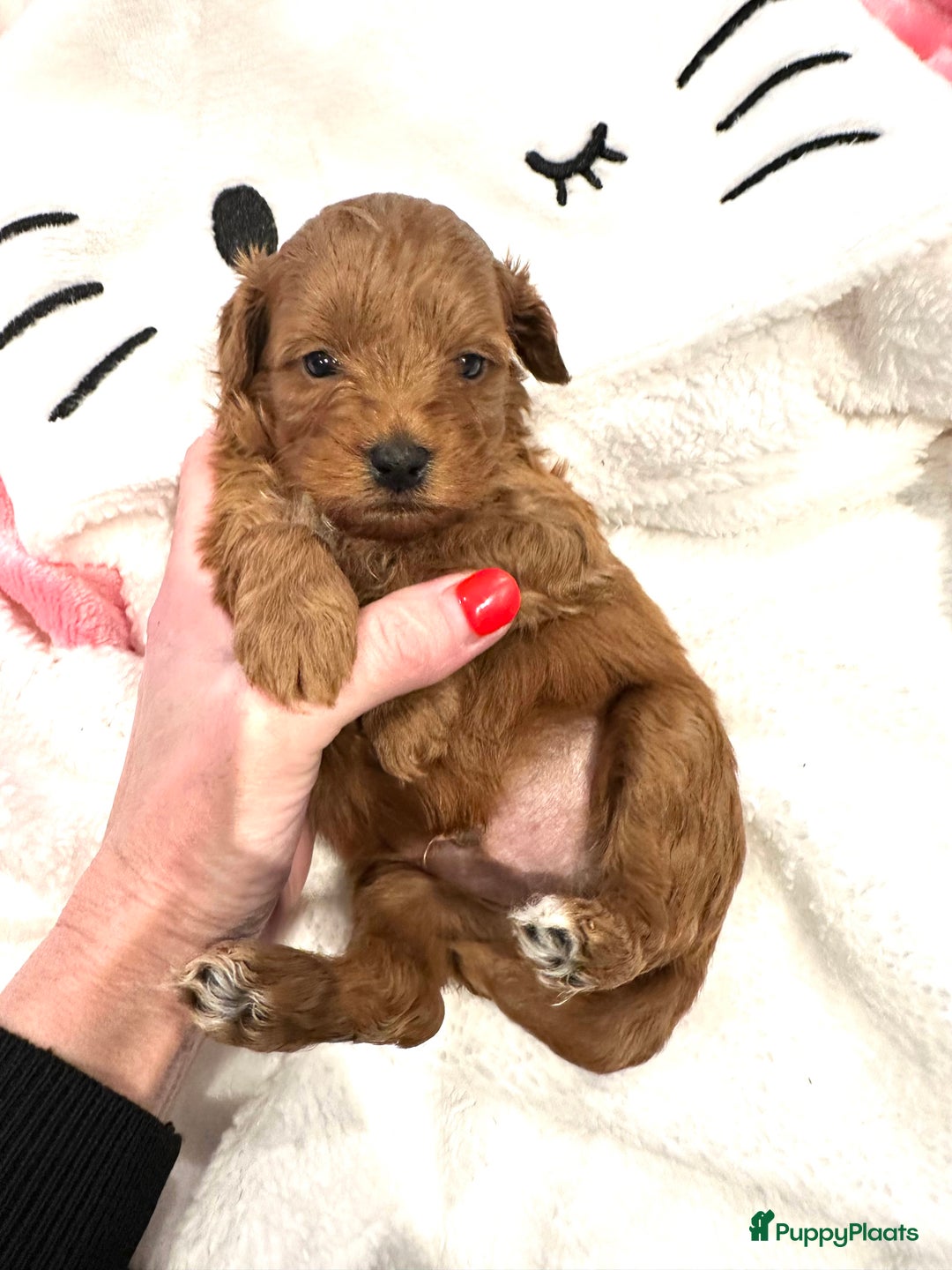 Maltipoo honden te koop: MALTIPOO pups te reserveren bijna 5 weken oud - Advertentie 2