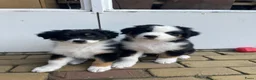 Australian Shepherd honden te koop: Australian shepherd pups - Advertentie 1