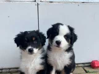 Australian Shepherd honden Australian shepherd pups - Advertentie 11