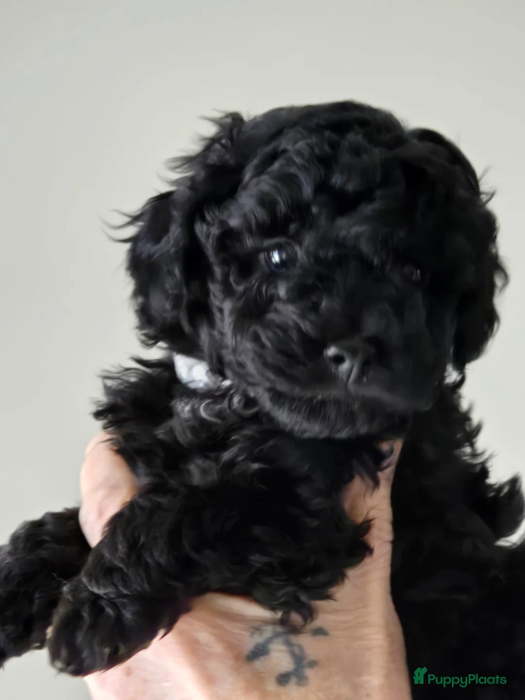 Poedel Toy honden te koop: Lieve toy poedeltjes - Advertentie 7