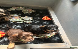 Ruwhaar Teckel honden te koop: 1 Leuke teckelpup black and tan ( TEEFJE )te koop  - Afbeelding 2