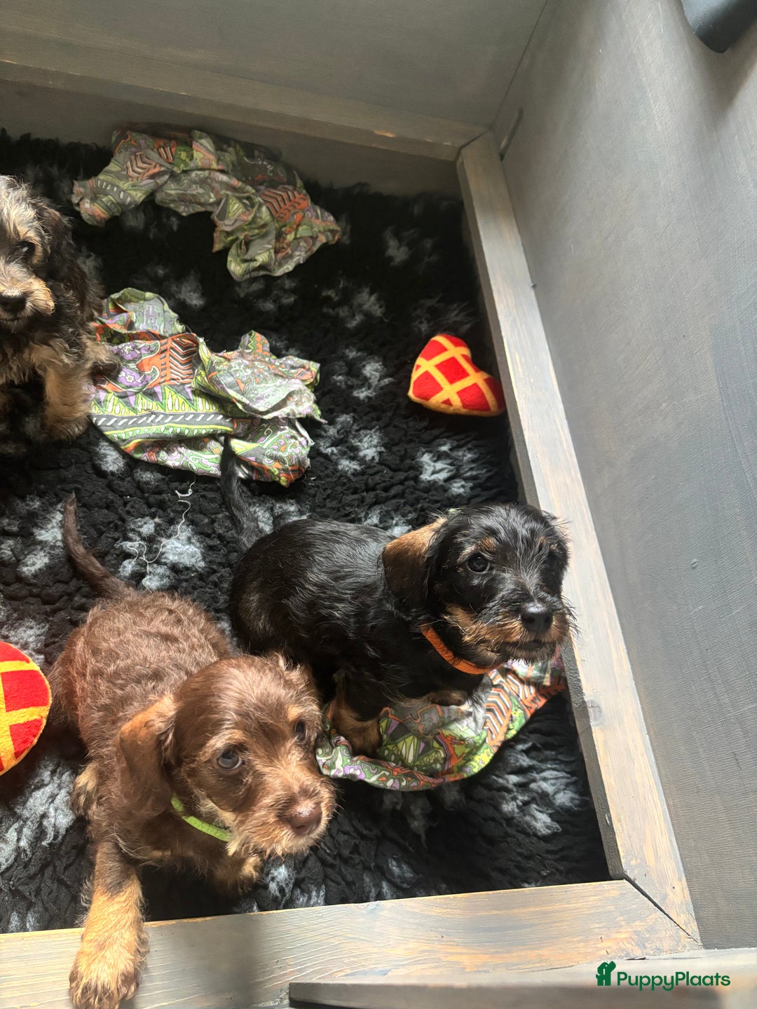 Ruwhaar Teckel honden te koop: 1 Leuke teckelpup black and tan ( TEEFJE )te koop  - Afbeelding 2
