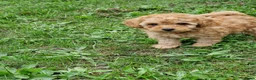 Poedel Toy honden te koop: Schattige toypoedel toy poedel pups 3 reutjes  - Advertentie 15