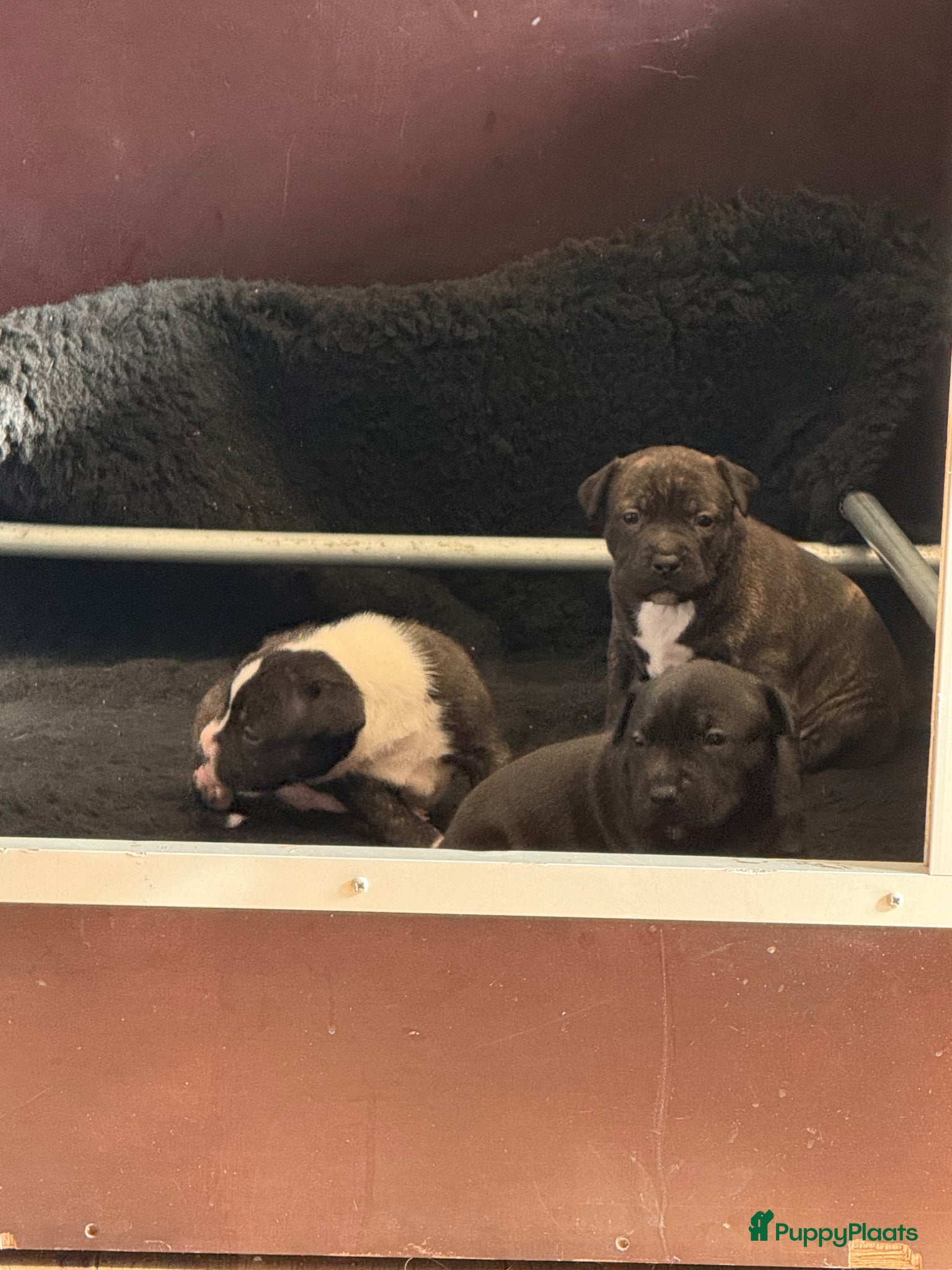 Engelse Stafford honden Te te koop: 3 prachtige Engelse Stafford pups 🐾 - Advertentie 1