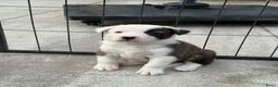 Kruising honden te koop: Kruising Australian Shepherd en “Westpointer” - Advertentie 4