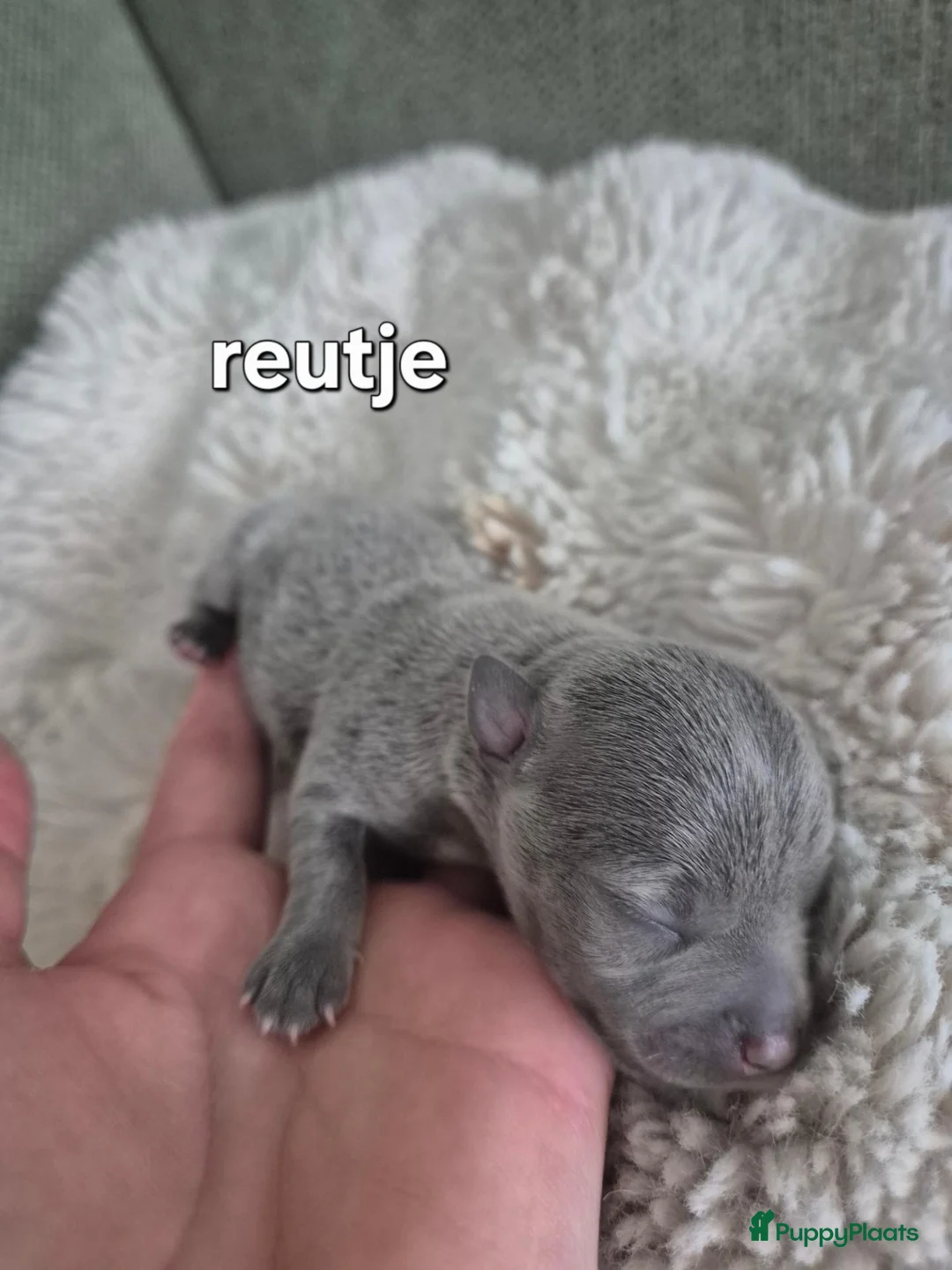 Kruising honden te koop: Merle jackxchi pups te koop - Advertentie 7
