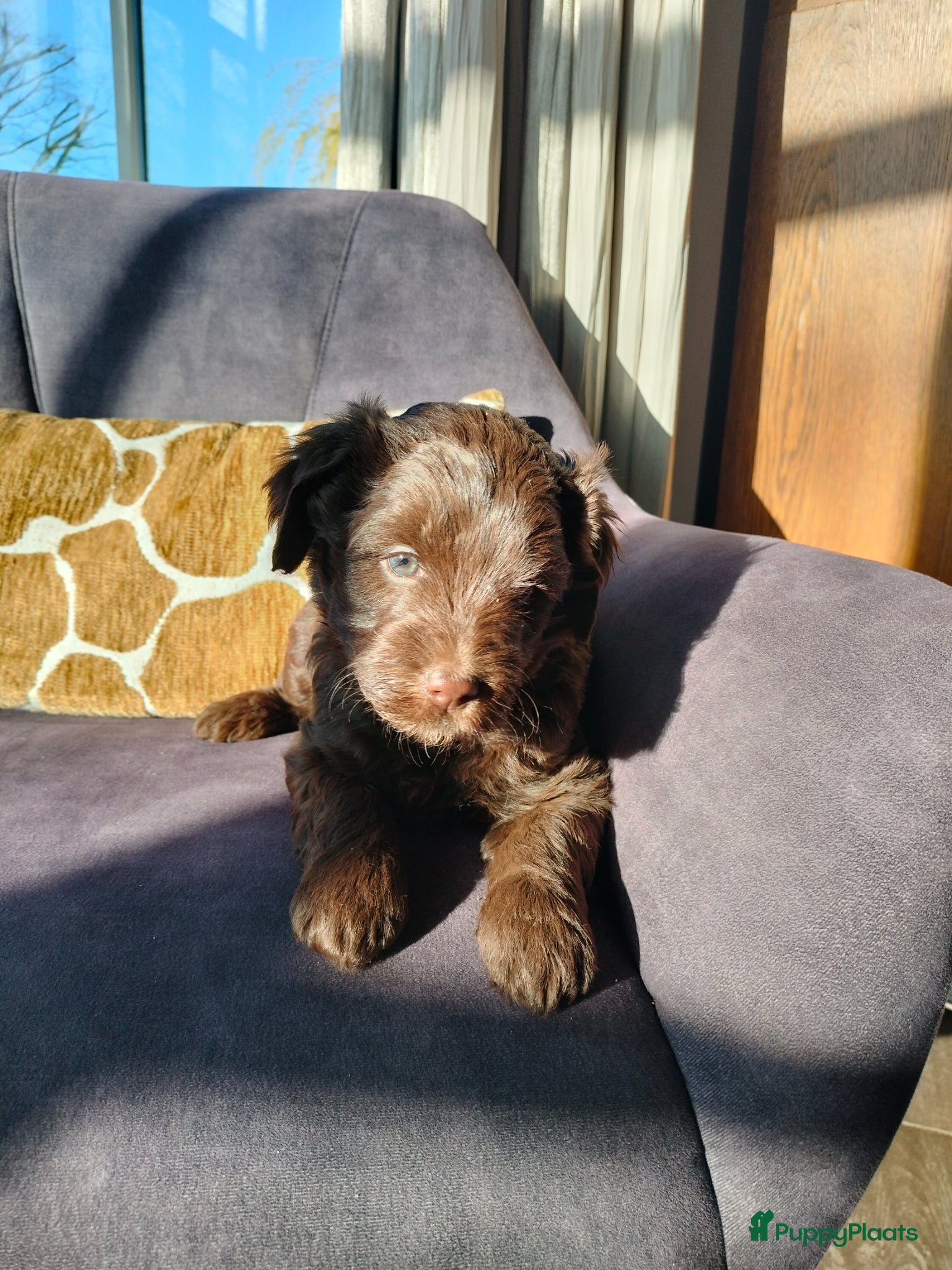 Labradoodle honden Super lieve sociale labradoodle pups, mini/medium  - Advertentie 1