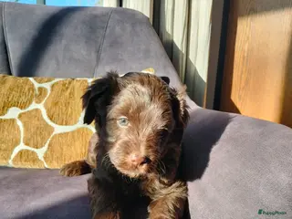 Labradoodle honden Super lieve sociale labradoodle pups, mini/medium - Advertentie 1