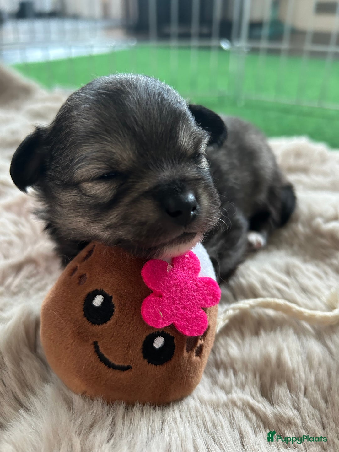 Pomchi honden te koop: Pomchi reutje - Advertentie 27