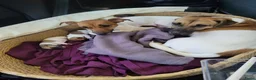 Jack Russel Terriër honden te koop: 4 Jack russel pups te koop in Maastricht - Advertentie 7