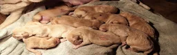 Labrador Retriever honden te koop: Blonde/donker gele labradorpups - Advertentie 2