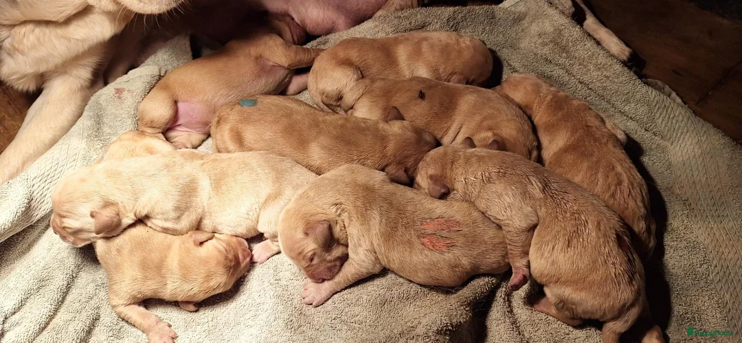 Labrador Retriever honden te koop: Blonde/donker gele labradorpups - Advertentie 2