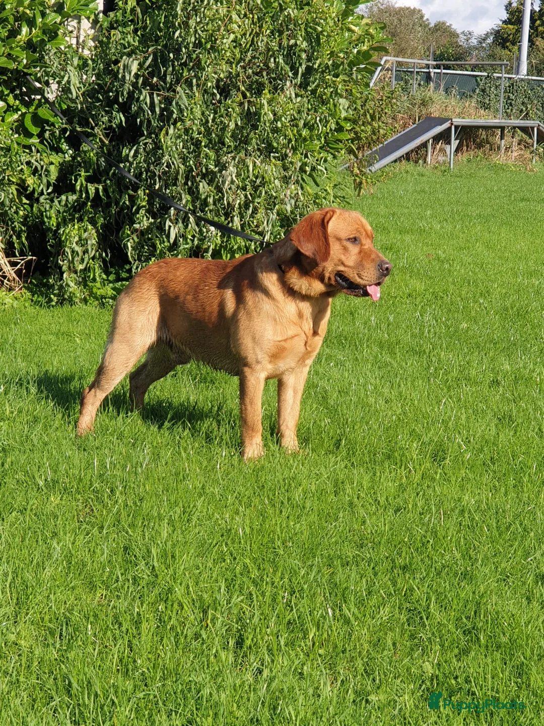 Labrador Retriever honden te koop: Labrador Retriever pups - Advertentie 11