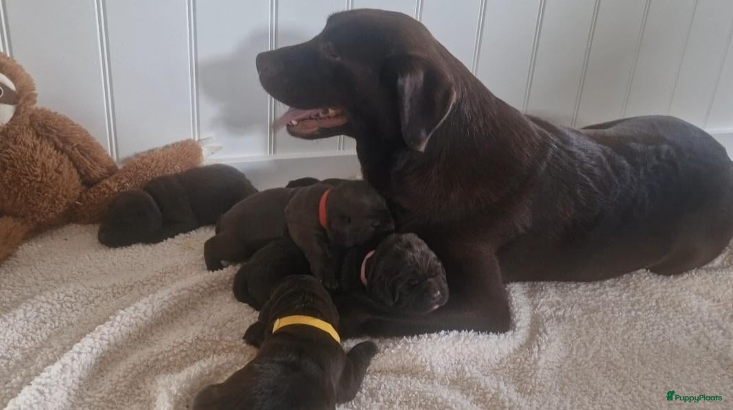 Labrador Retriever honden Prachtige bruine labrador pups met stamboom! - Advertentie 1