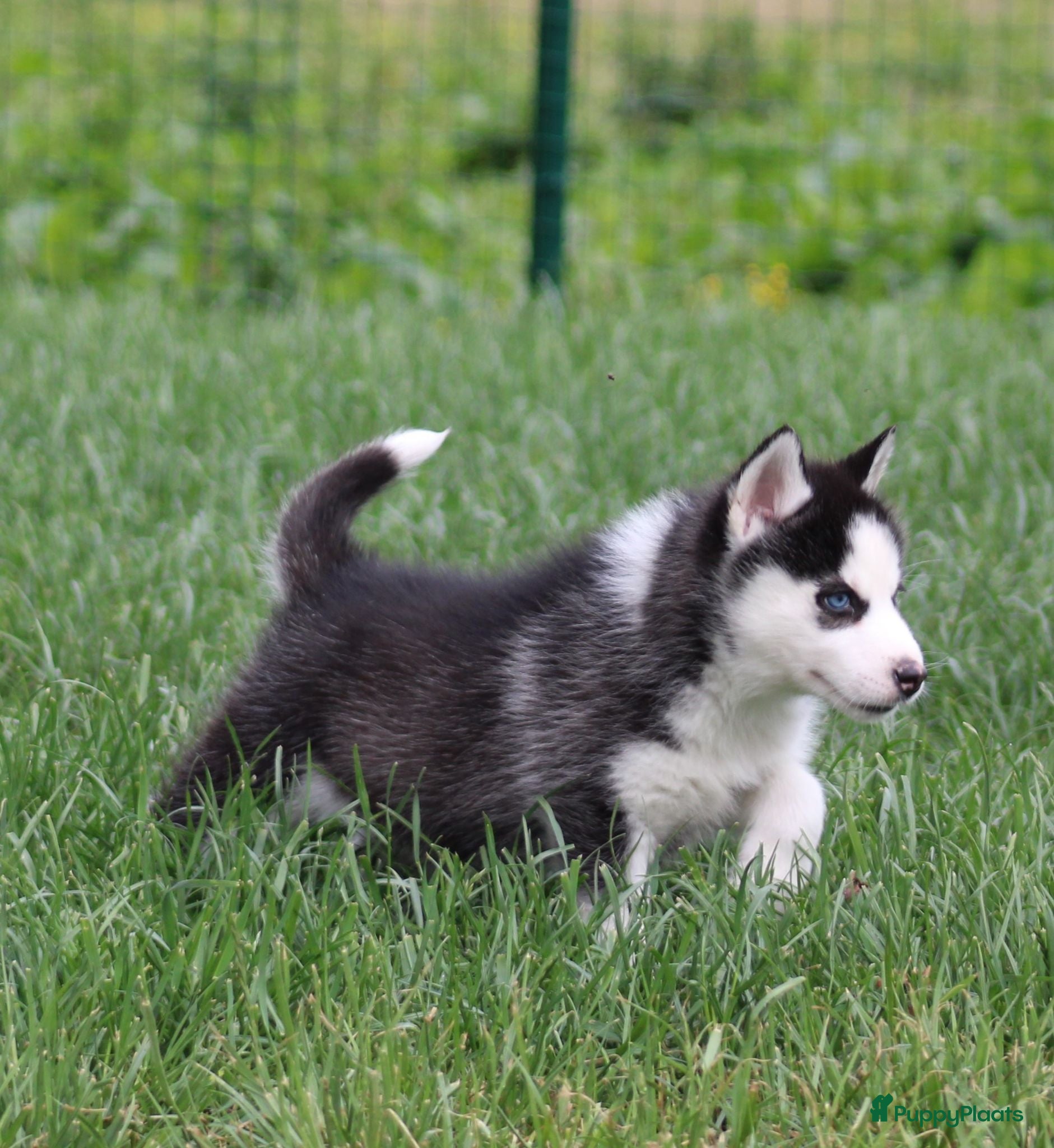Siberische Husky honden Husky pup - Advertentie 3