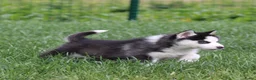 Siberische Husky honden te koop: Husky pup - Advertentie 1