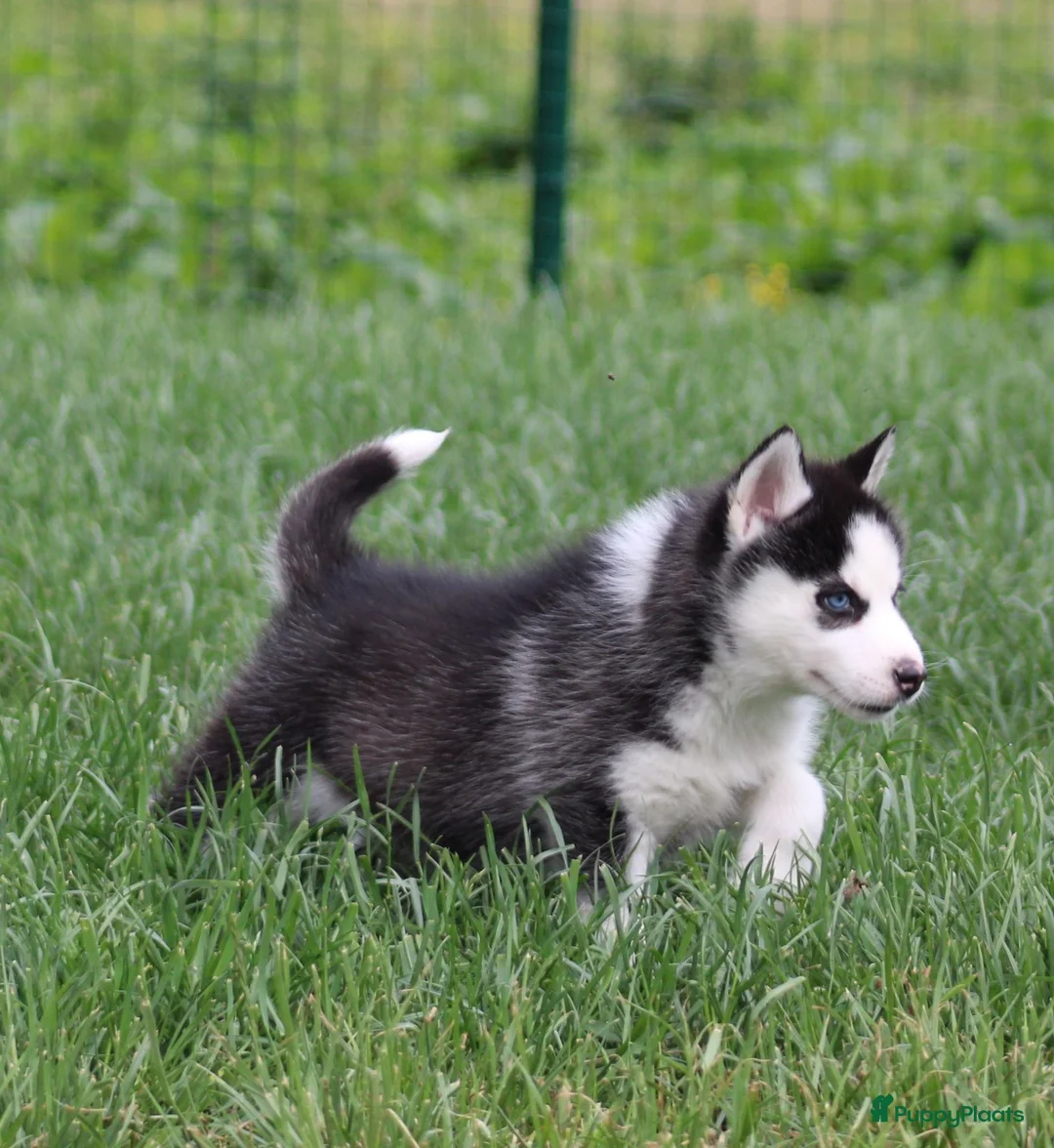 Siberische Husky honden te koop: Husky pup - Advertentie 1