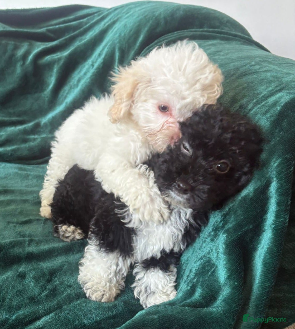 Poedel Toy honden Toypoedel zusjes toy poedel - Advertentie 1