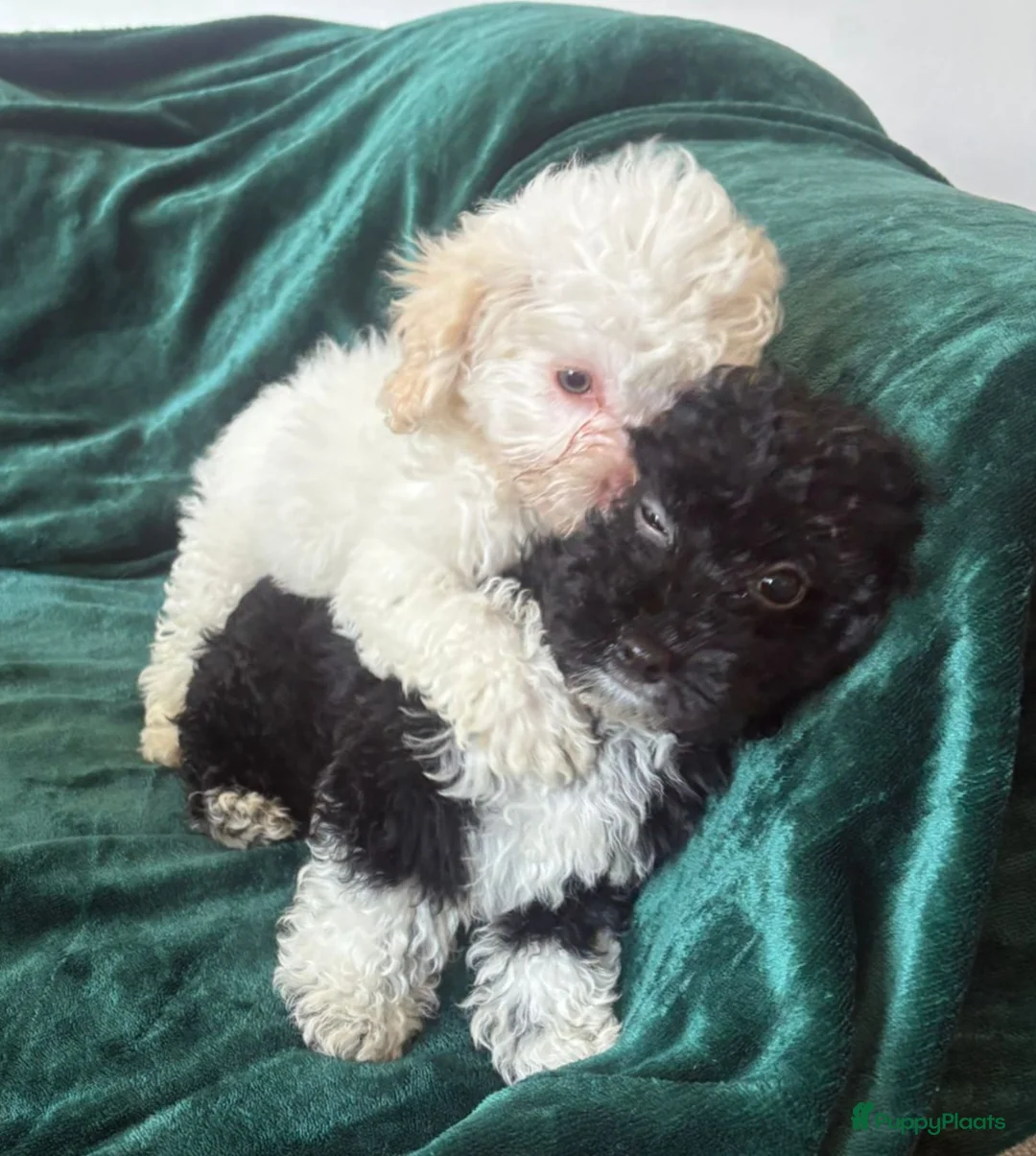 Poedel Toy honden te koop: Toypoedel zusjes toy poedel - Advertentie 1