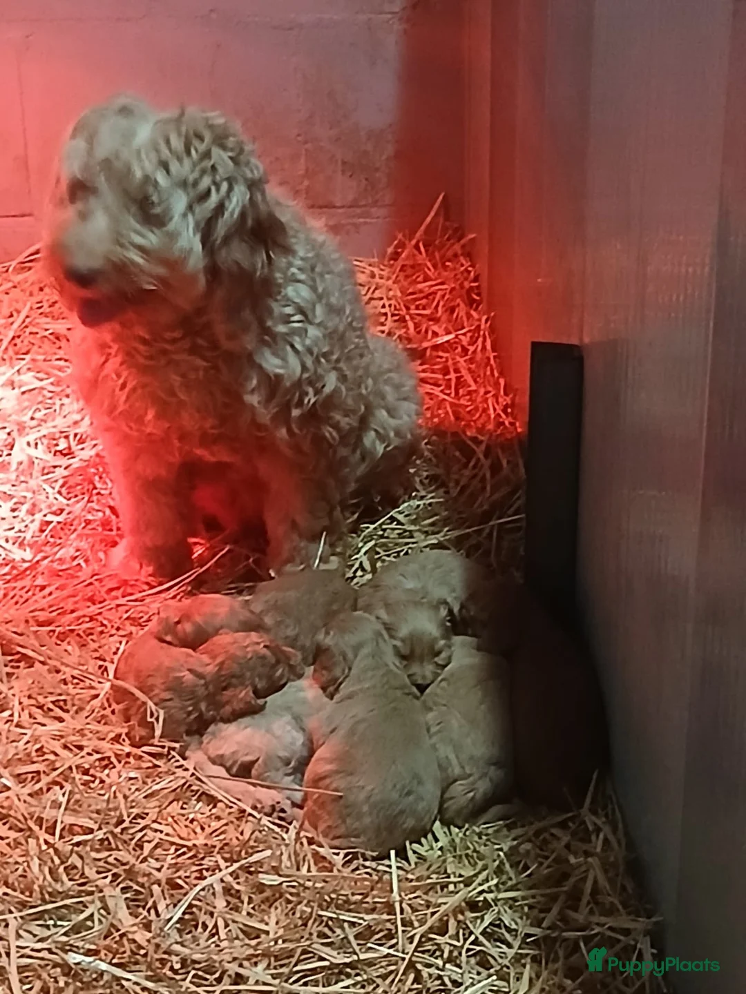 Kruising honden te koop: Labradoodle pups kleine medium F4 reutjes - Advertentie 5